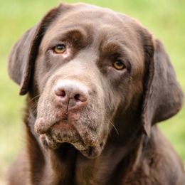 Gordon Setters and Labrador Retrievers from Fenwyck