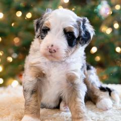 Sierra - female Australian Mountain Doodle puppy in Lafayette, Missouri from Brick House Farm Doodles