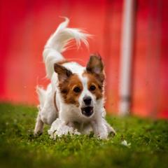 Flow - Nederlandse Kooikerhondje