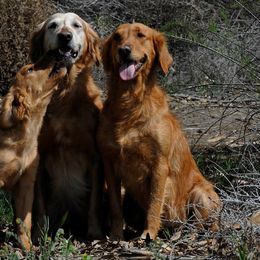 Golden Retrievers from Firemark Retrievers