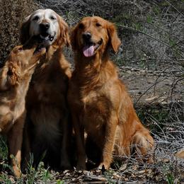 Golden Retrievers from Firemark Retrievers