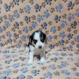 Tri Girl - Black tan and white female Beagle puppy in New River, Arizona from Desert Mountain Dobermans