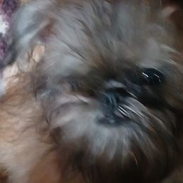 Brussels Griffons from Carol's Brussels Griffon