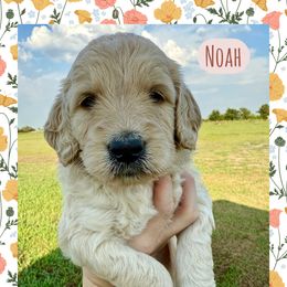 Noah - Cream male Goldendoodle puppy in Caddo Mills, Texas from Fire Wife Doodles