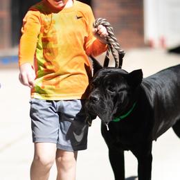 Cane Corso and Shetland Sheepdogs from Redemption Kennels