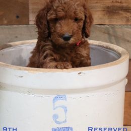 Poodle Puppies from Red Barn Moyen Poodles