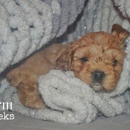 Storm - Red male Cockapoo puppy in Myerstown, Pennsylvania from The Cocker Cingdom