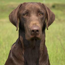 Hooch - Labrador Retriever