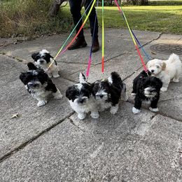 Havanese puppies from La Brisa Havanese