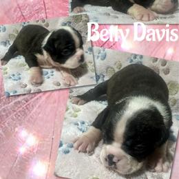 Betty Davis - Black brindle and white female Boston Terrier puppy in Brazos Point, Texas from TX Southern Belle Bostons