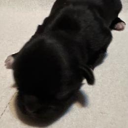 Blk wht boy - Shih Tzu puppy from Southern Sass Shih Tzu