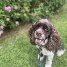 Cocker Spaniel All Grown Up from Trulove Cocker Spaniels