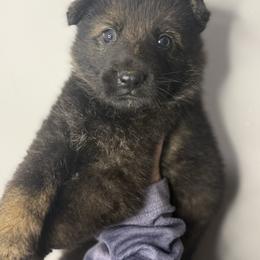 Blitzen (brown collar) - Sable male German Shepherd puppy in Canterbury, Connecticut from Nachtwaechter German Shepherds, LLC