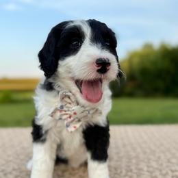 Boot Scootin' - Black and white female Sheepadoodle puppy in Adams, Nebraska from Boxcar Doodles and Poodles