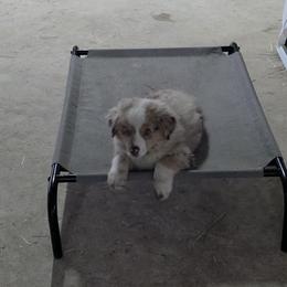 Boy 2 - male Australian Shepherd puppy in Wimberley, Texas from Copper Bottom Farm