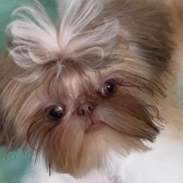 Jack - Shih Tzu