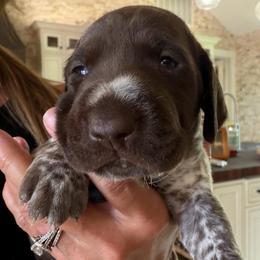 Lightning - Liver and white male German Shorthaired Pointer puppy in San Antonio, Texas from Alvarado Farm Kennels, LLC