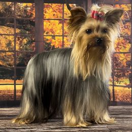 Cosmo - Yorkshire Terrier