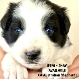 Shay - Black tri-color male Australian Shepherd puppy in Gowen, Michigan from XA AUSTRALIAN SHEPHERDS