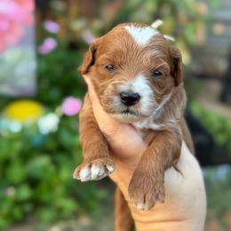 Capri - Red  female Goldendoodle puppy in Wharton, Texas from Little Fur Friends