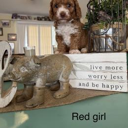 Girl 3 - Red female Cavapoo puppy in Cottondale, Florida from Pat’s precious puppies