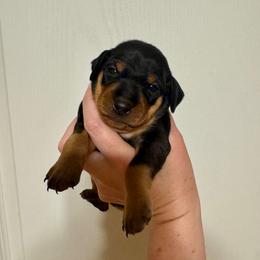 River - Black and tan male Miniature Pinscher puppy in Eatonton, Georgia from TNT Puppies