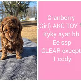Cranberry - Sable female Poodle puppy in Taylors, South Carolina from Sosebees toy & mini poodles