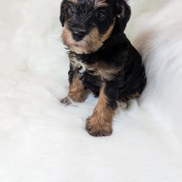 Boy 2 - Black and tan male Schnoodle puppy in Holmesville, Ohio from Pawsome Puppies