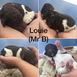 Mr Brooke - Parti male Poodle puppy in Greenville, North Carolina from Grace Poodles