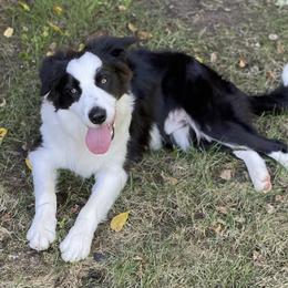 Border Collie Puppies from Ferguson Border Collies