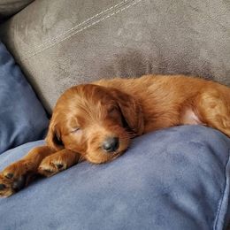 Goldendoodle Puppies from Rustic Road Doodles