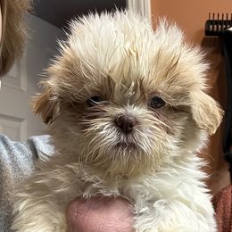 Shih Tzu Puppies from Happy Haven Farm