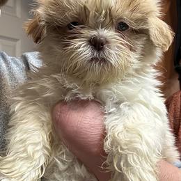 Shih Tzu Puppies from Happy Haven Farm