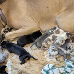 Australian Shepherd and Great Dane Puppies from AEW Farm