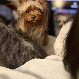 Eevee - Yorkshire Terrier