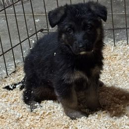Emma - Black and tan female German Shepherd puppy in Hancock, New Hampshire from Kysarah German Shepherds