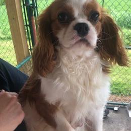 Bobby - Cavalier King Charles Spaniel
