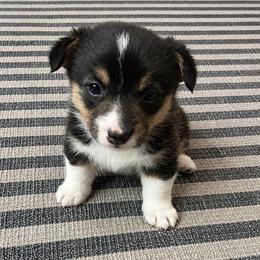 Lulu - Black and tan female Pembroke Welsh Corgi puppy in Aumsville, Oregon from West Coast Corgi