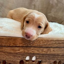 Hank - Cream male Dachshund puppy in Franklin, Tennessee from Wendy's Weenies