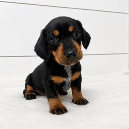 Lulu - Black and tan female Dachshund puppy in Callahan, Florida from Little Foot Kennels