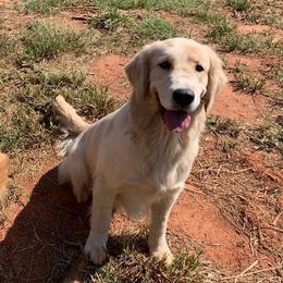 Golden Retrievers and Havanese from Liberty LionsWatch Goldens