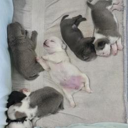 Pug Puppies from Royal House of Pugs