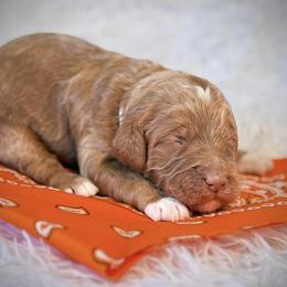 Mr. Orange - Red male Australian Labradoodle puppy in Wake Forest, North Carolina from Lucky Country Labradoodles