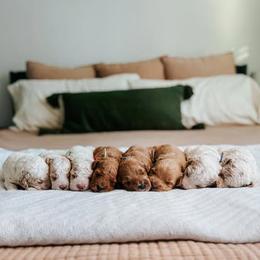 Goldendoodle Puppies from First Coast Goldendoodles