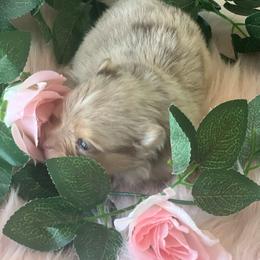 Girl 1 - Chocolate merle female Pomeranian puppy in Brentwood, California from Royalpawpoms