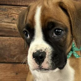 Boxers from Legends Creek Boxers