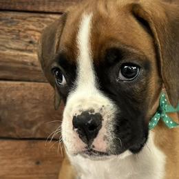 Boxers from Legends Creek Boxers