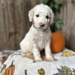 Maple - Cream male Goldendoodle puppy in Atlantic Beach, Florida from Glamorous Golden Doodles