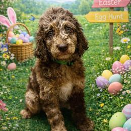 Green collar - Merle male Goldendoodle puppy in Sanderson, Florida from Serenity Goldendoodles