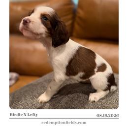 Willow - Liver white and tan female English Springer Spaniel puppy in Arcadia, Florida from Redemption Fields Springer Spaniels